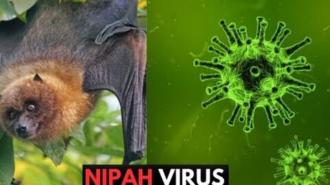 Chủ động phòng chống bệnh do vi rút Nipah tại các cơ sở khám, chữa bệnh