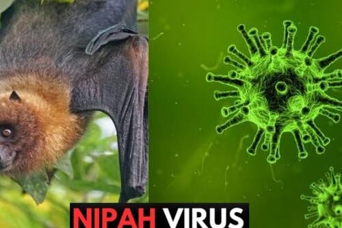 Chủ động phòng chống bệnh do vi rút Nipah tại các cơ sở khám, chữa bệnh