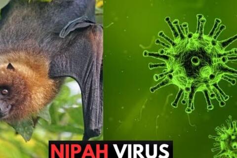 Chủ động phòng chống bệnh do vi rút Nipah tại các cơ sở khám, chữa bệnh