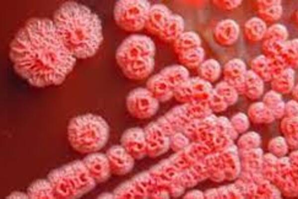 Bộ Y tế khuyến cáo phòng bệnh Whitmore